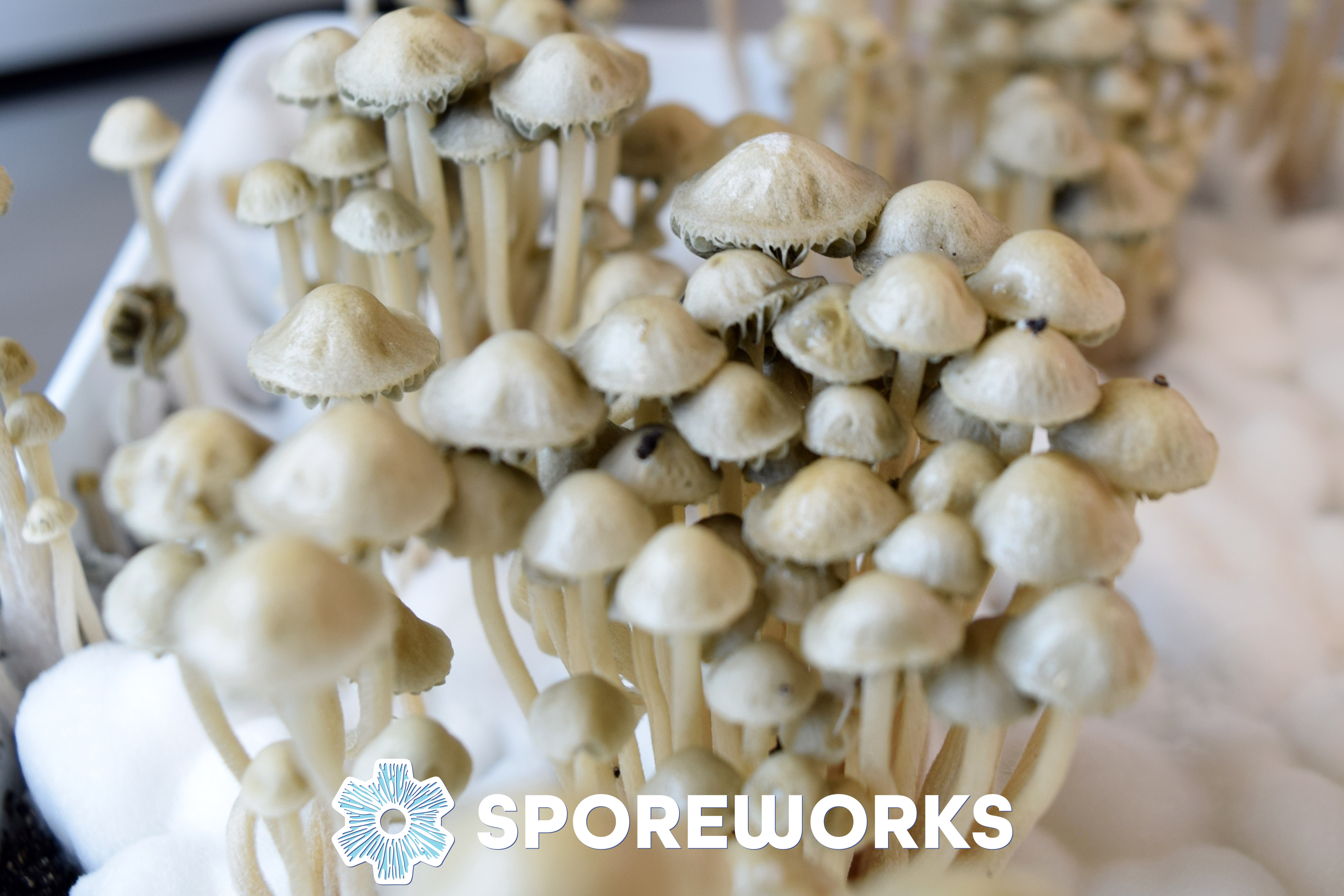 Panaeolus cyanescens Copelandia : Jamaica